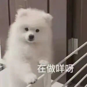 在做咩呀发表情gif搞笑图片