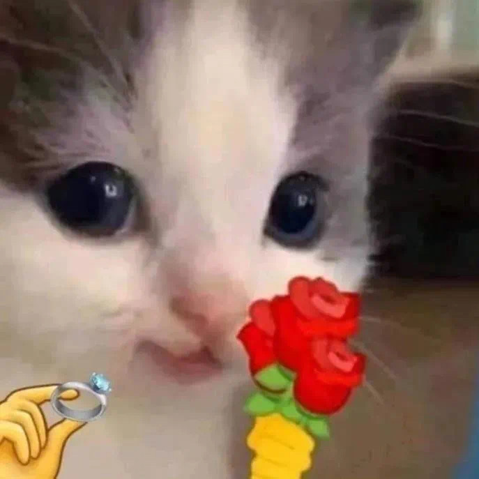 猫咪头拿玫瑰发表情gif搞笑图片