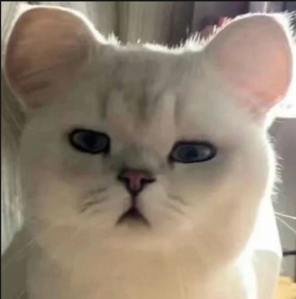 猫猫表情包 懵圈发表情gif搞笑图片