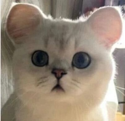 猫猫表情包 呆了发表情gif搞笑图片