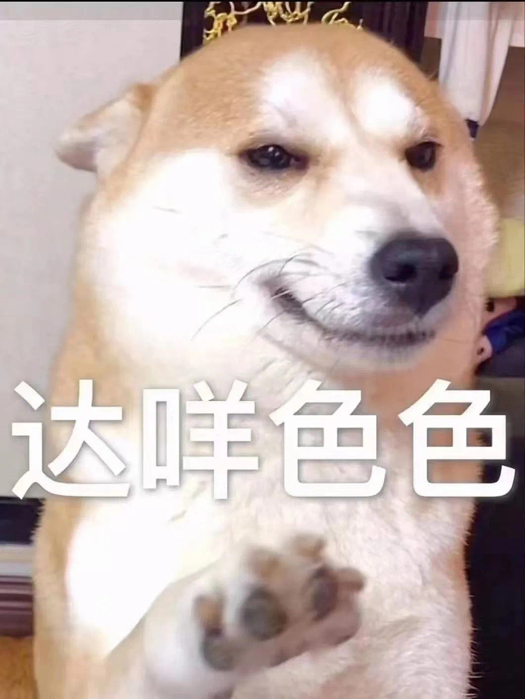 达咩色色发表情gif搞笑图片