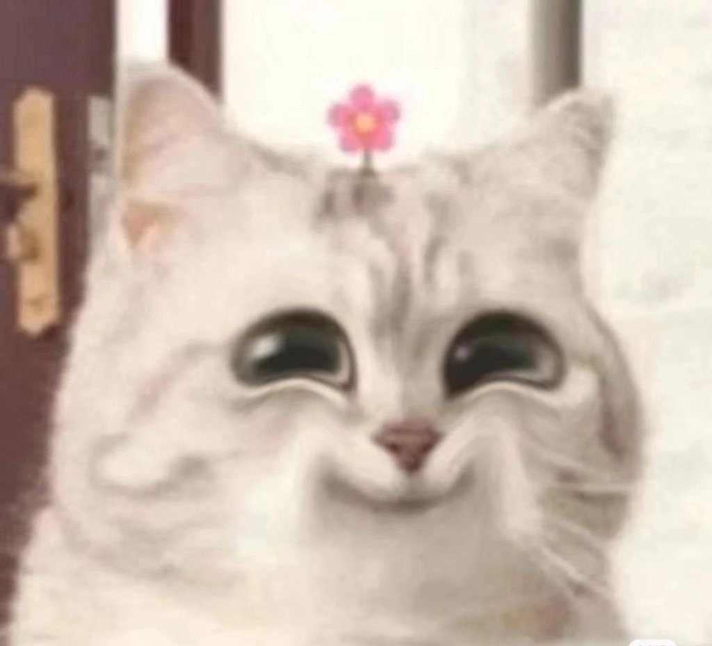 猫猫表情包发表情gif搞笑图片