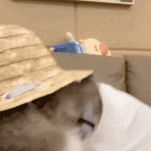 啊？？发表情gif搞笑图片