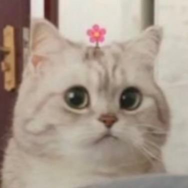 猫猫表情包发表情gif搞笑图片