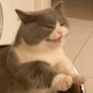 猫咪呕吐表情包发表情gif搞笑图片