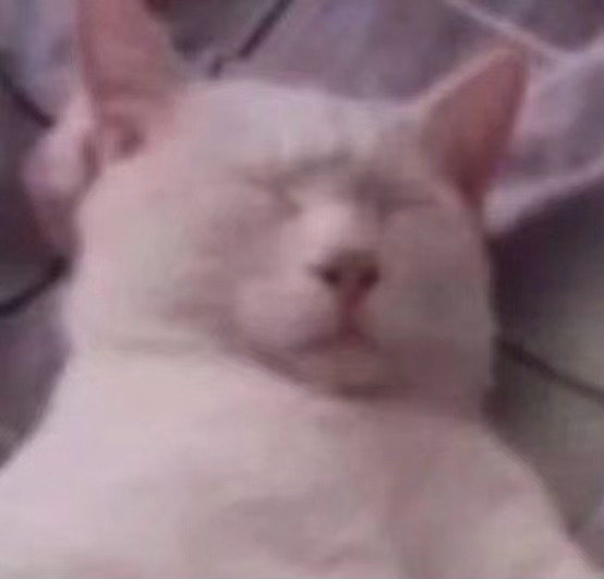 猫猫头表情包发表情gif搞笑图片