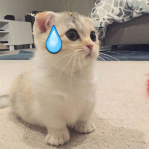 猫咪流汗表情包发表情gif搞笑图片