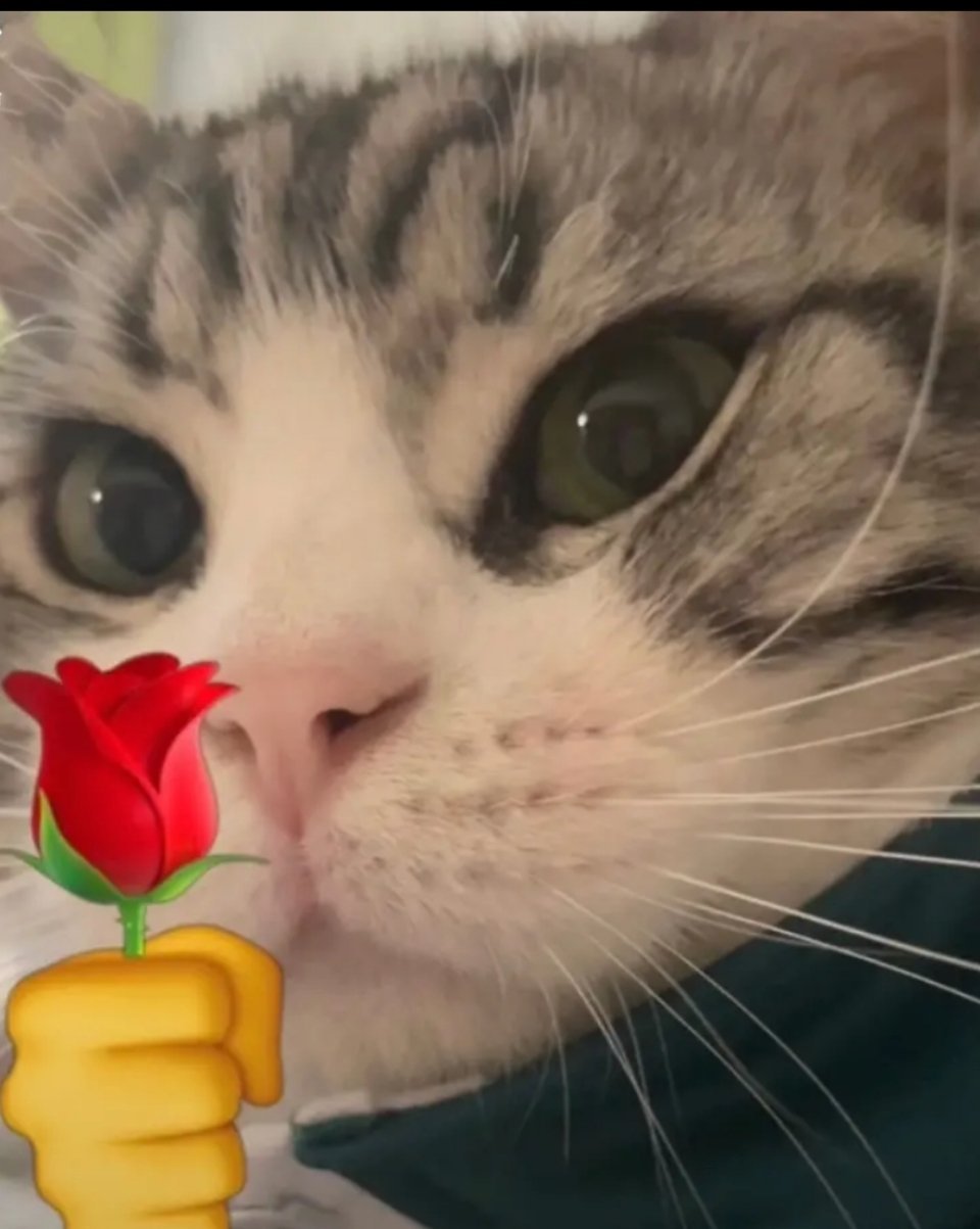 猫咪头拿玫瑰发表情gif搞笑图片