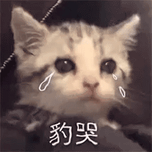 猫咪豹哭 暴哭发表情gif搞笑图片