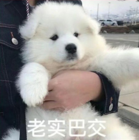 老实巴交发表情gif搞笑图片