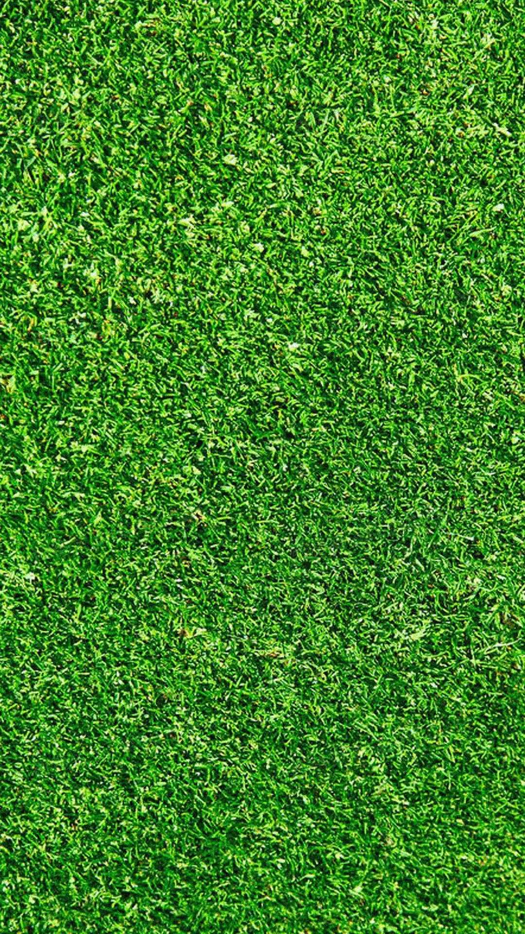 养鸡鸭鹅聊天背景图发表情gif搞笑图片