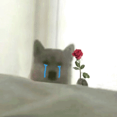 老婆 我错了发表情gif搞笑图片