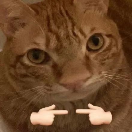 猫猫揣手手表情包发表情gif搞笑图片