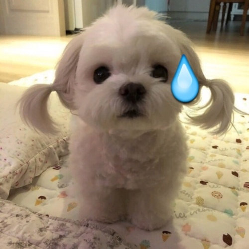 狗狗流汗表情包发表情gif搞笑图片