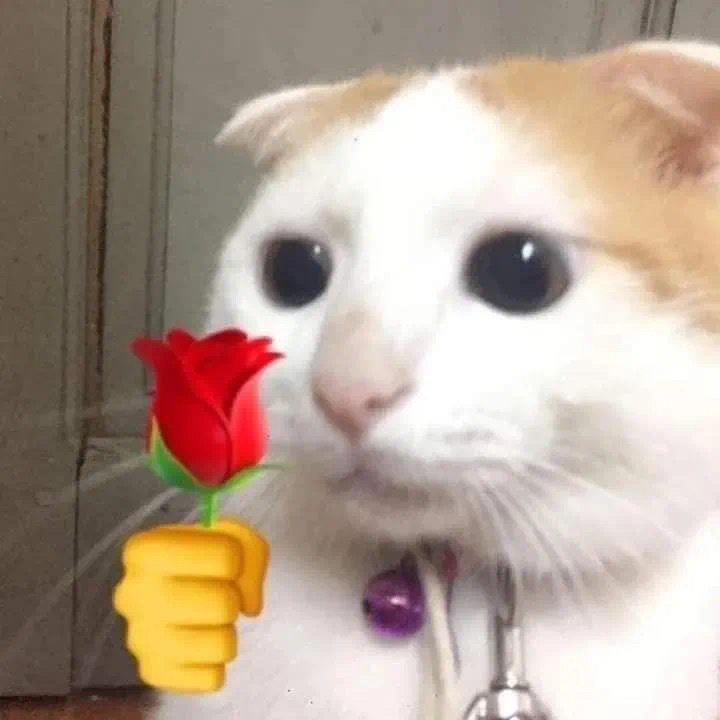 猫咪头拿玫瑰发表情gif搞笑图片