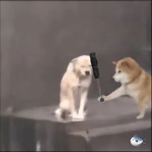 修勾撑伞表情包发表情gif搞笑图片