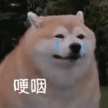 狗狗哽咽发表情gif搞笑图片