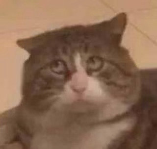 猫猫头表情包发表情gif搞笑图片