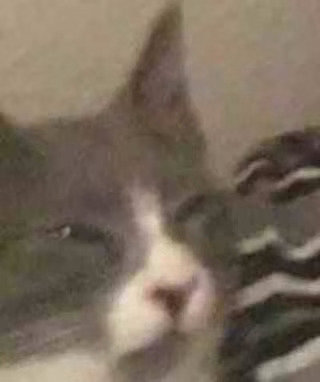 猫猫头表情包发表情gif搞笑图片