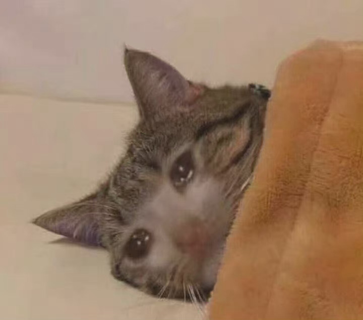 流泪猫猫头发表情gif搞笑图片