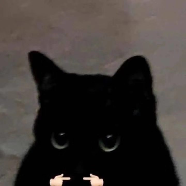 猫咪揣手手表情包发表情gif搞笑图片