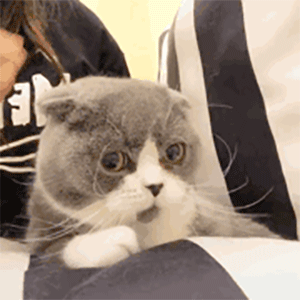 (拍拍你的头)发表情gif搞笑图片