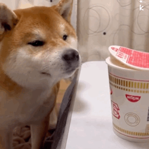 k(狗狗闻泡面表情包)发表情gif搞笑图片