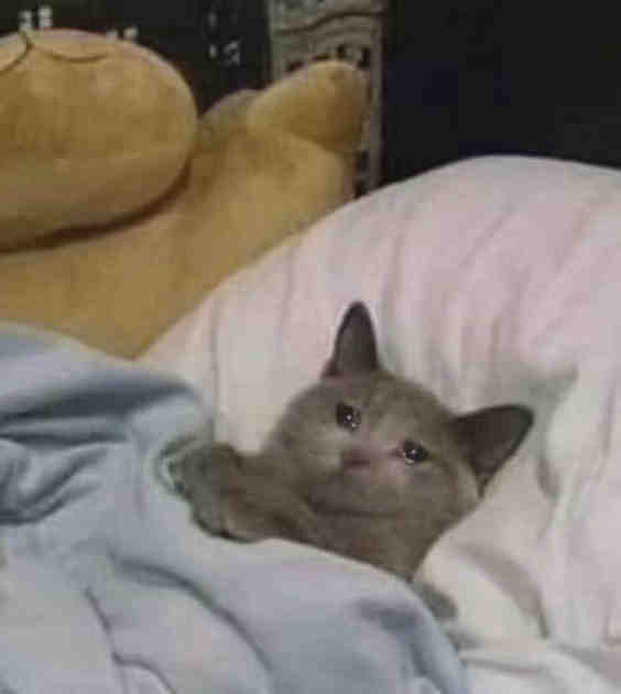 流泪猫猫头发表情gif搞笑图片