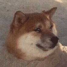 狗狗流泪GIF 动图发表情gif搞笑图片