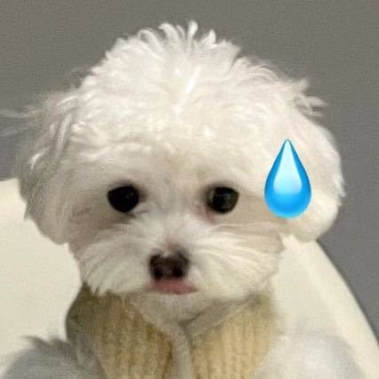 小狗狗流汗表情包发表情gif搞笑图片