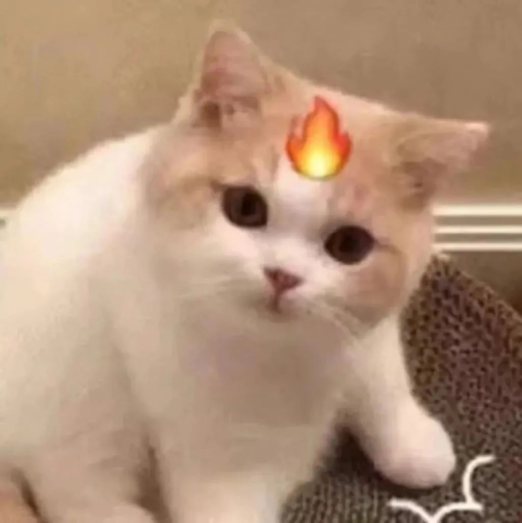 (猫猫发火表情包)发表情gif搞笑图片