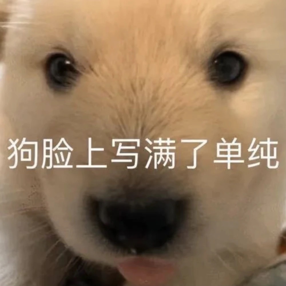 狗脸上写满了单纯发表情gif搞笑图片