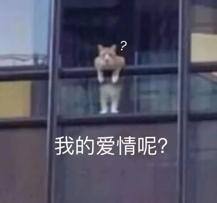 我的爱情呢?发表情gif搞笑图片