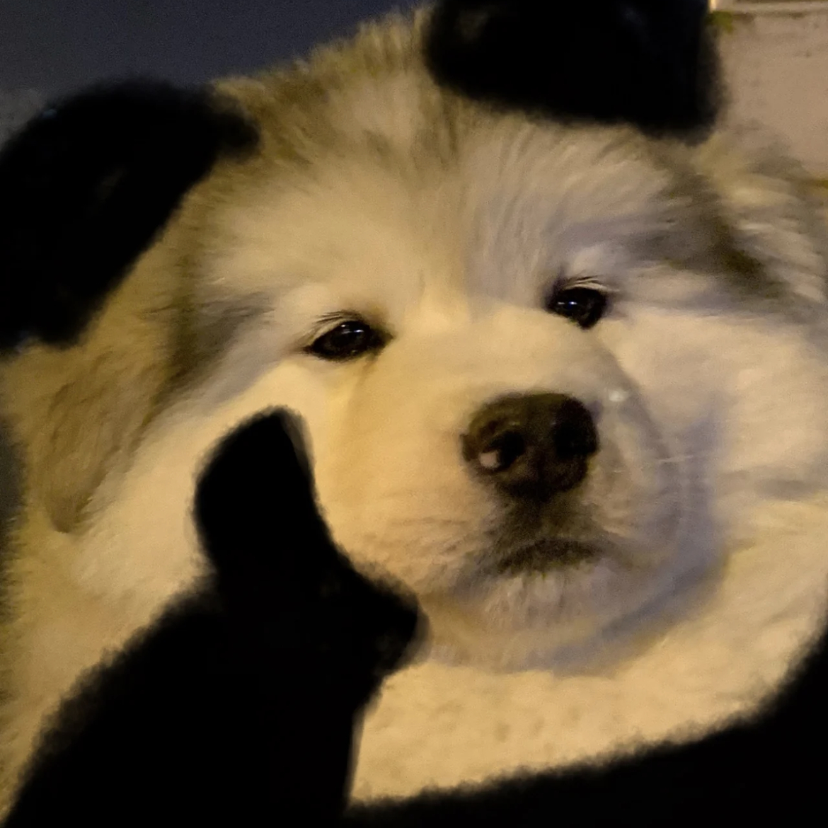 (狗勾托腮表情包)发表情gif搞笑图片