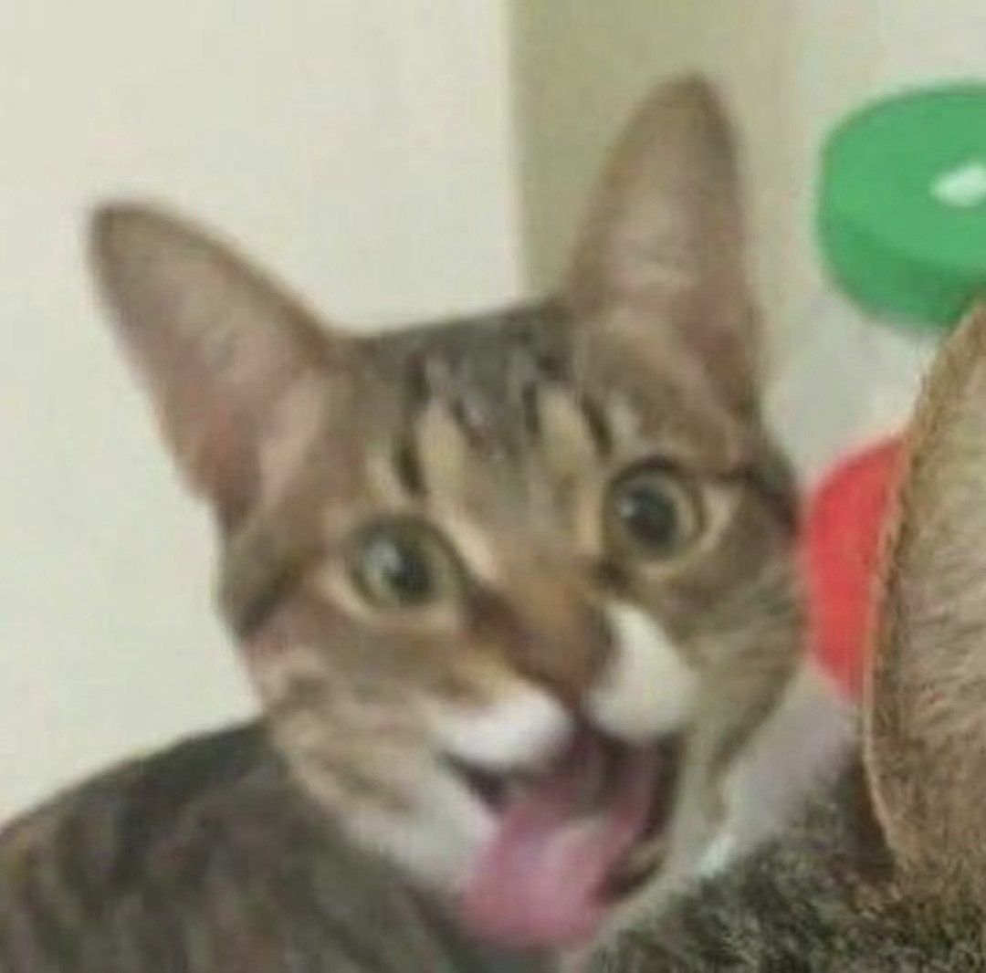 猫猫头表情包发表情gif搞笑图片