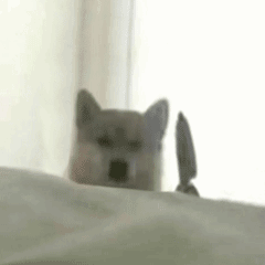 狗狗玩飞刀发表情gif搞笑图片