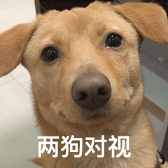 两狗对视发表情gif搞笑图片