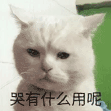 哭有什么用呢  猫咪表情包发表情gif搞笑图片