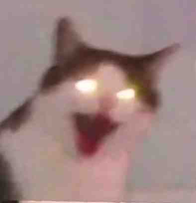 猫猫头表情包发表情gif搞笑图片