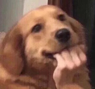 狗狗咬手指发表情gif搞笑图片