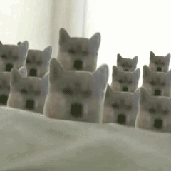 狗狗围观表情包发表情gif搞笑图片