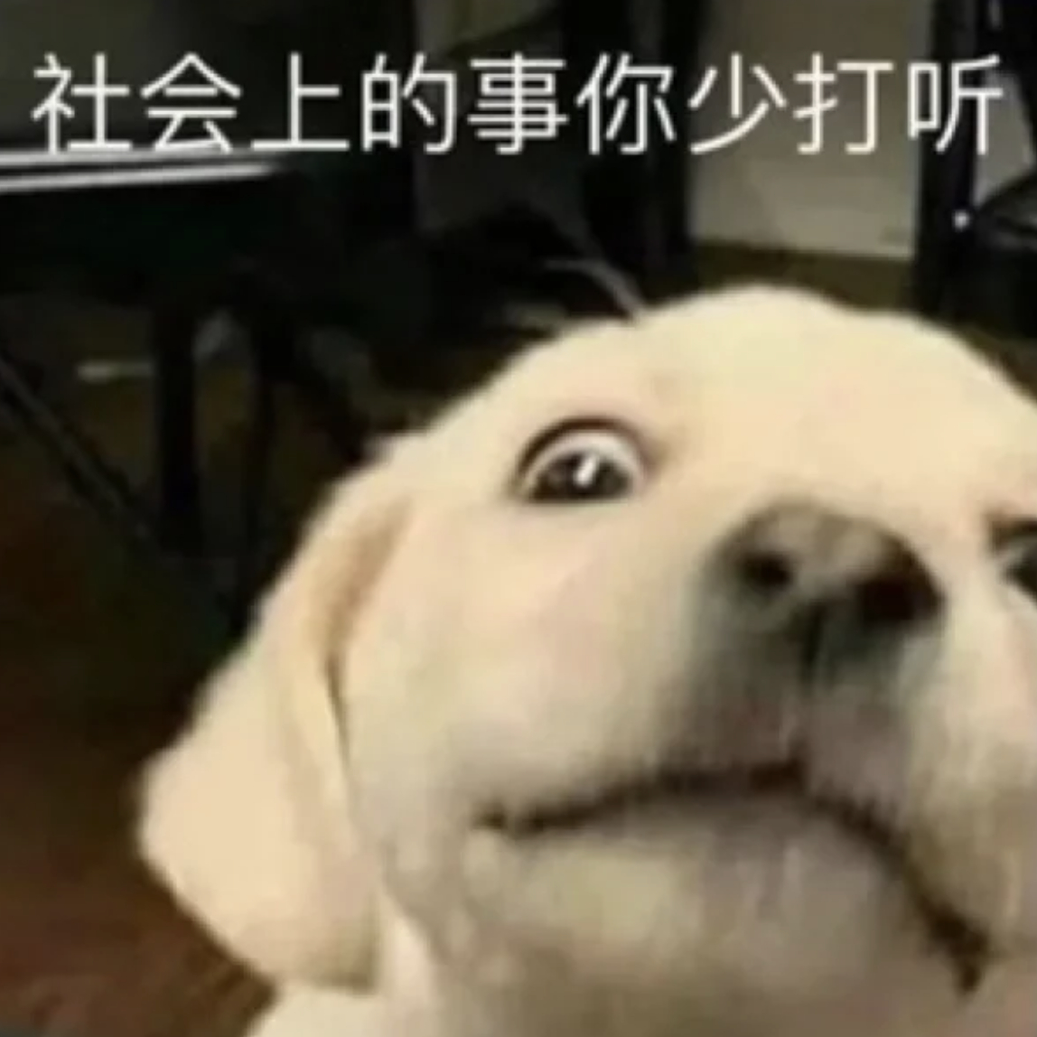 社会上的事你少打听发表情gif搞笑图片