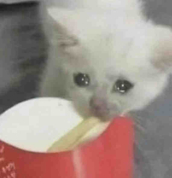 流泪猫猫头发表情gif搞笑图片