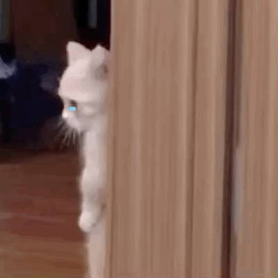 (我没事 猫咪流眼泪表情包)发表情gif搞笑图片