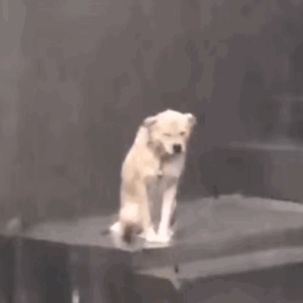 小狗淋雨动图发表情gif搞笑图片