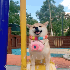 (狗狗吹泡泡机表情包)发表情gif搞笑图片