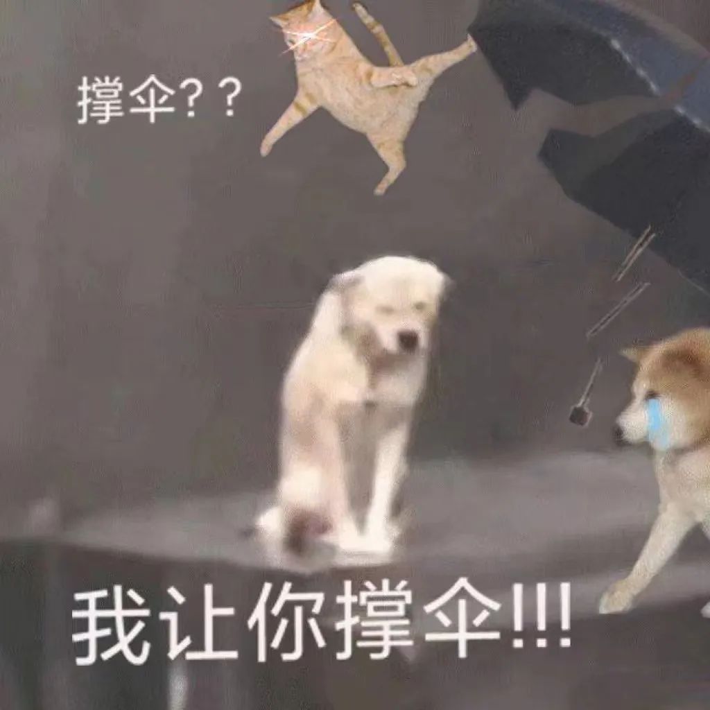 撑伞 我让你撑伞  猫猫一脚踢飞发表情gif搞笑图片