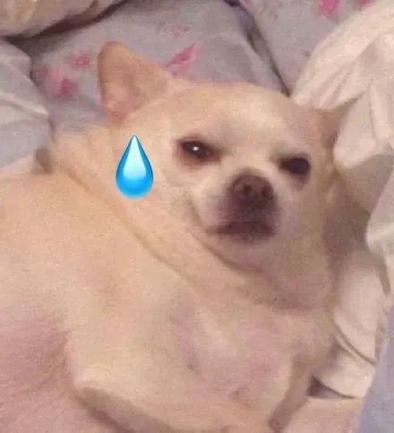 狗子流汗表情包发表情gif搞笑图片