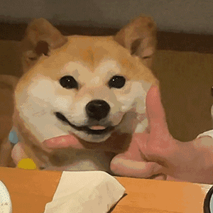 2(狗狗动图表情包)发表情gif搞笑图片