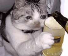 猫咪喝啤酒发表情gif搞笑图片
